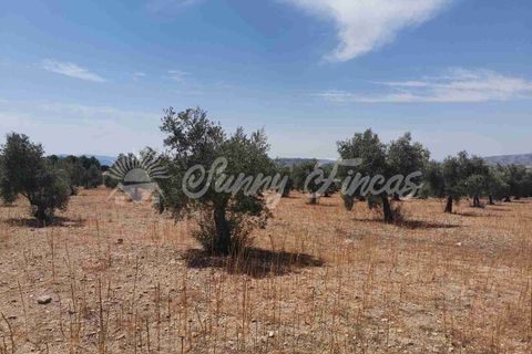 Terra a Biar, Alicante, Biar - € 53.000 | Ref: SF0425 - foto 10